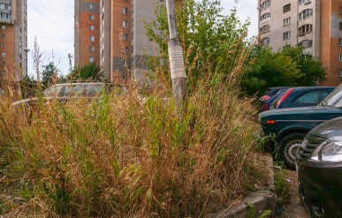 Покос травы в городских дворах должен осуществляться своевременно